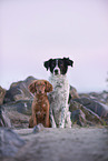 2 dogs