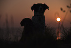 2 dogs