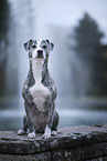 Sighthound-Border-Collie