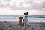 2 dogs
