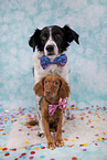 2 dogs