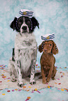 2 dogs