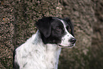 Munsterlander-Breton