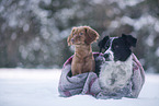 2 dogs