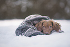red Cocker-Spaniel-Mongrel