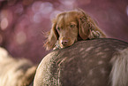 red Cocker-Spaniel-Mongrel