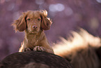 red Cocker-Spaniel-Mongrel