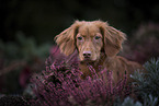 red Cocker-Spaniel-Mongrel