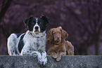 2 dogs