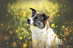 female mongrel