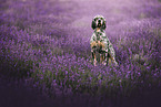 mongrel in summer