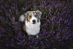 Australian-Shepherd-Border-Collie in summer