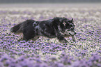 Husky-Australian-Shepherd