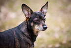 Dachshund-Mongrel