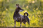 Dachshund-Mongrel