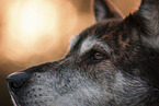 Husky-Mongrel