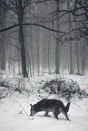 Husky-Mongrel