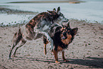 2 dogs