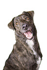 Majorero-Canario-Mongrel