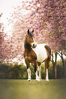 cross mare