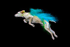 holi shooting with mongrel