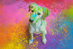 holi shooting with mongrel