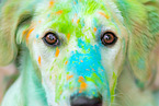 holi shooting with mongrel