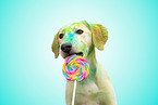 holi shooting with mongrel