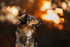 mongrel portrait