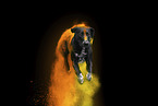 Rhodesian-Ridgeback-Dalmatian