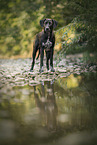 Rhodesian-Ridgeback-Dalmatian