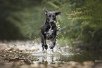 Rhodesian-Ridgeback-Dalmatian