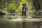 Rhodesian-Ridgeback-Dalmatian