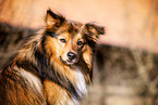 male Spitz-Sheltie