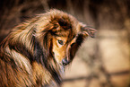 male Spitz-Sheltie
