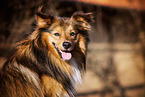 male Spitz-Sheltie