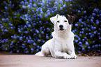 Dalmatian-Terrier