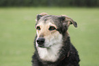 female mongrel