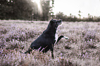 Schnauzer-Mongrel