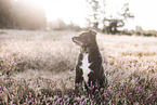 Schnauzer-Mongrel