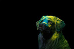 mongrel portrait