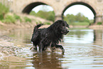 Golden-Retriever-Mongrel