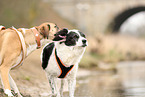 livestock-guardian-dog-mongrels