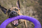 female Rottweiler-Mongrel