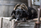 female mongrel
