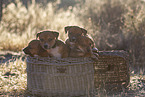 mongrel puppies
