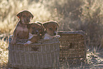 mongrel puppies