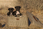 mongrel puppies