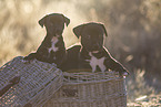 mongrel puppies