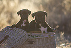 mongrel puppies